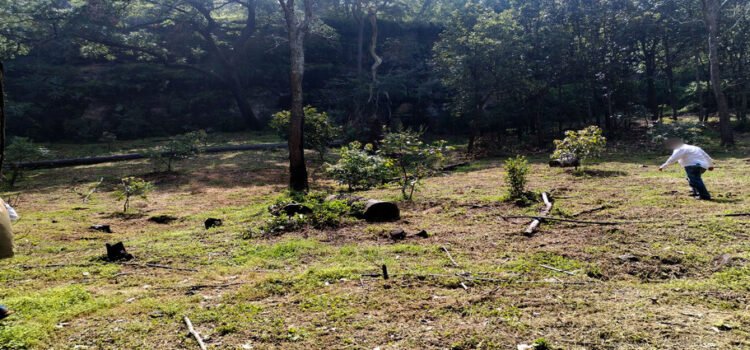 Encabeza Profepa retiro de seis mil 260 plantas de aguacate sembradas ilegalmente en Michoacán