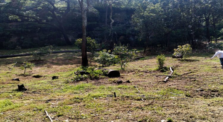 Encabeza Profepa retiro de seis mil 260 plantas de aguacate sembradas ilegalmente en Michoacán