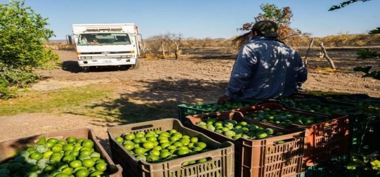 Extorsión a limoneros en Michoacán aumenta al doble