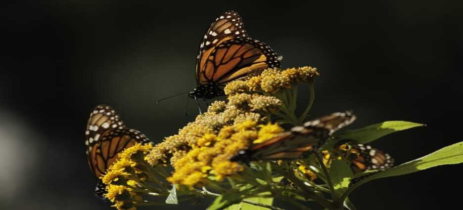 Michoacán espera recibir un aumento de población de la Mariposa Monarca esta temporada Michoacán espera recibir un aumento de población de la Mariposa Monarca esta temporada