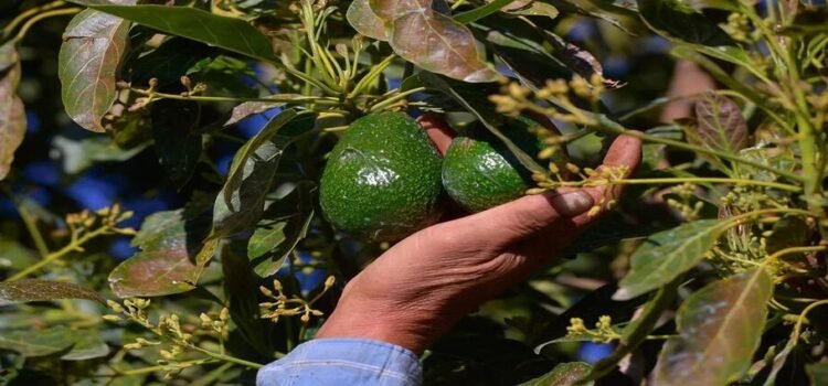 Aguacateros de Michoacán convocan a paro nacional