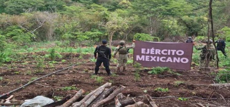Localizan autoridades más de 7 toneladas de marihuana en Turicato, Michoacán