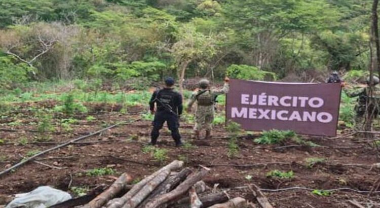 Localizan autoridades más de 7 toneladas de marihuana en Turicato, Michoacán
