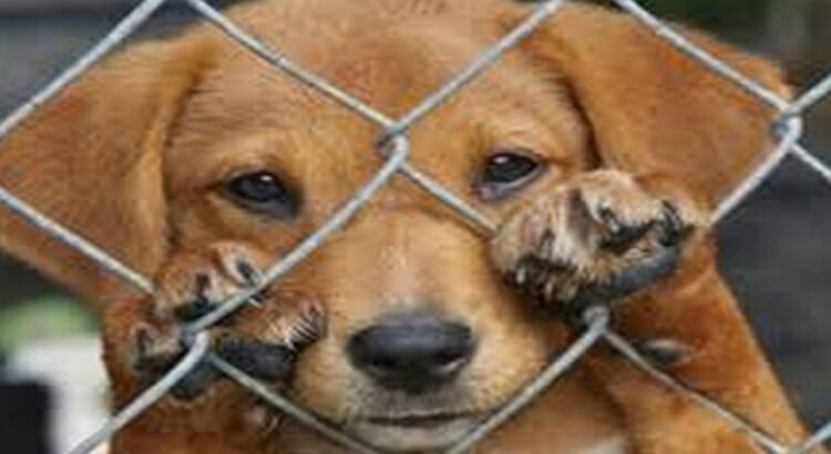 Suman 150 casos de maltrato animal en Michoacán en 2025