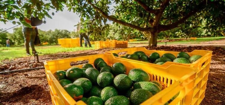 Agricultores de Michoacán amagan con manifestaciones por bajos precios en aguacate, limón, maíz y jitomate Agricultores de Michoacán amagan con manifestaciones por bajos precios en aguacate, limón, maíz y jitomate