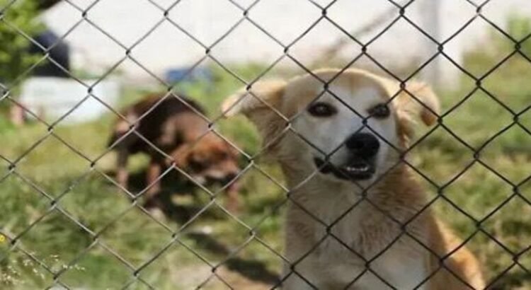 Registra Morelia 1,700 casos de maltrato animal
