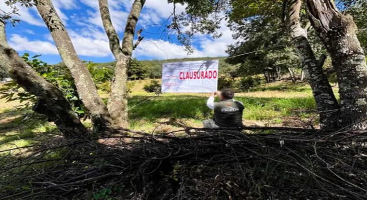 Profepa clausura predios en Michoacán por tala ilegal y cambio de uso de suelo para aguacates Profepa clausura predios en Michoacán por tala ilegal y cambio de uso de suelo para aguacates