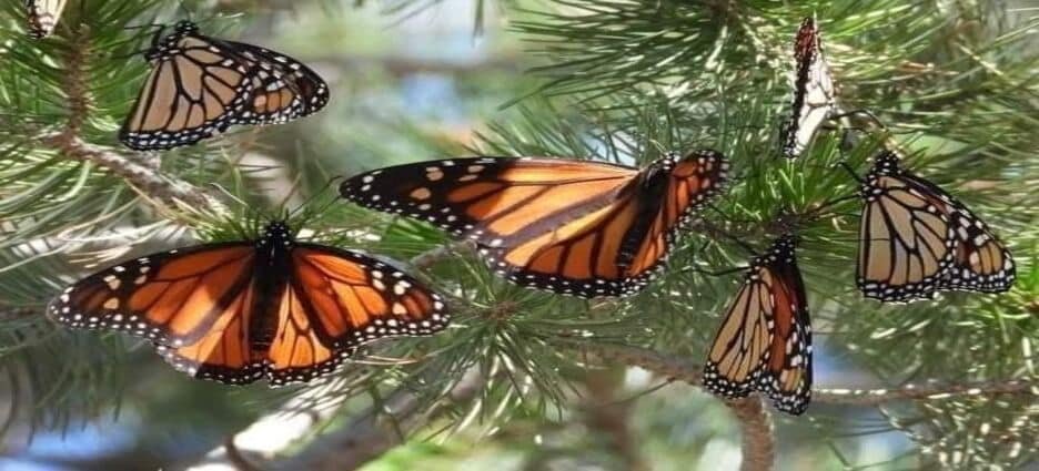 Llegan las primeras mariposas monarcas con ‘GPS’ a los santuarios de Michoacán