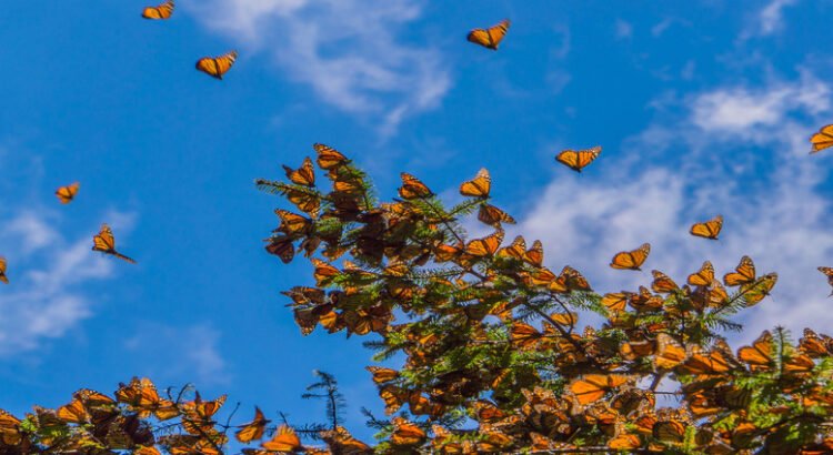 Abren al público los santuarios de la mariposa monarca en Michoacán Abren al público los santuarios de la mariposa monarca en Michoacán