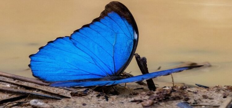 Muestran mariposas tonos más opacos por avance de la deforestación Muestran mariposas tonos más opacos por avance de la deforestación
