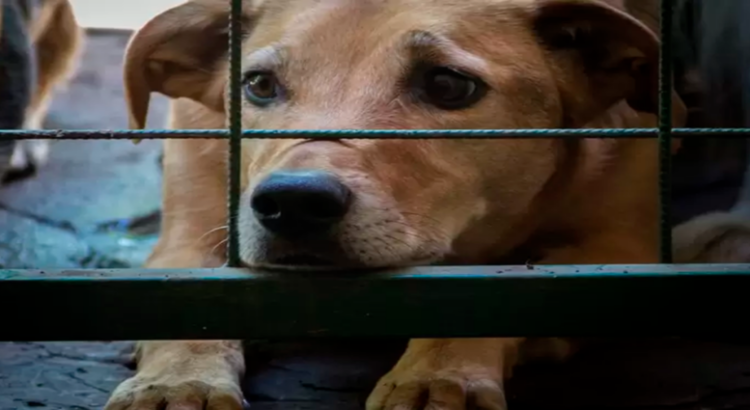 Aprueban en Michoacán aumentar penas en delitos de maltrato animal Aprueban en Michoacán aumentar penas en delitos de maltrato animal