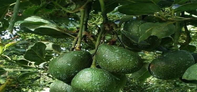 Costco de EU exigirá nueva certificación ambiental para aguacate que venga de Michoacán