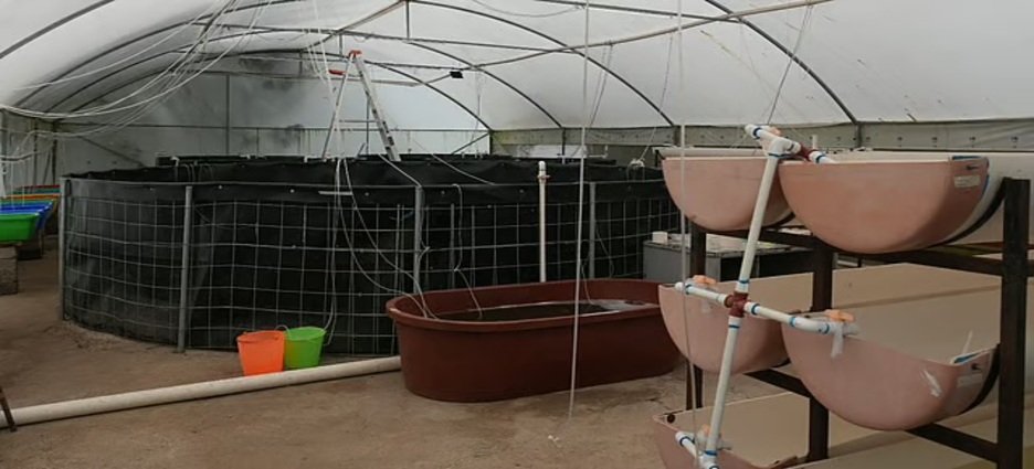 Michoacán busca sembrar vida con 200 mil peces nativos en el lago de Pátzcuaro