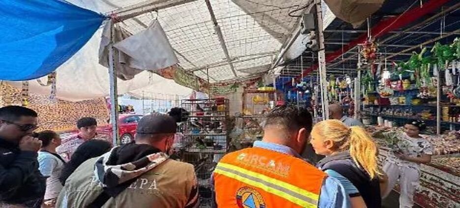 Animales en riesgo en Michoacán: dónde y cómo reportar un avistamiento