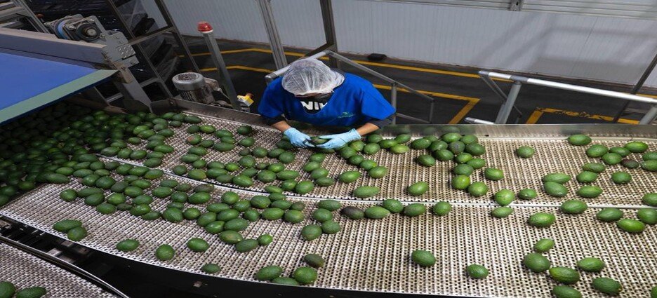 Michoacán envía 120 mil toneladas de aguacate para el Súper Tazón