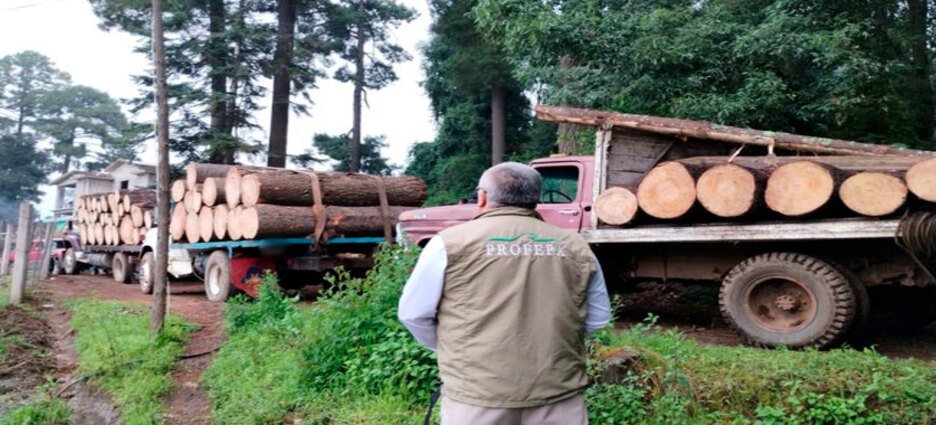 Profepa realiza inspecciones forestales en Michoacán, en atención a acuerdos de la Comisión para la Cooperación Ambiental