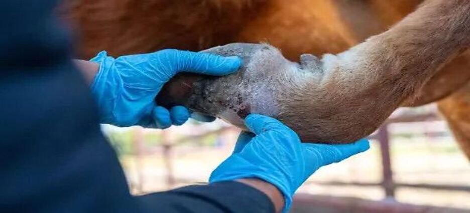 Michoacán registra cinco casos activos de gusano barrenador