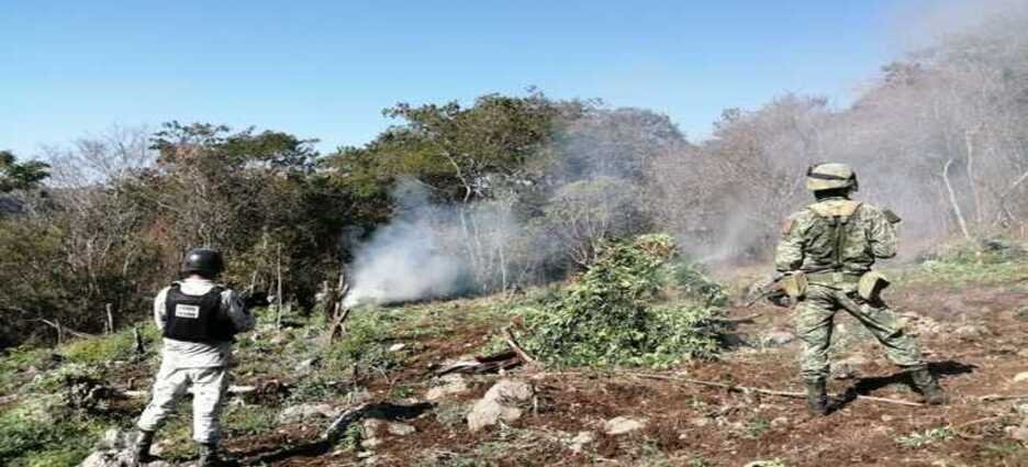 GN y Ejército localizan y destruyen plantíos de marihuana en Michoacán