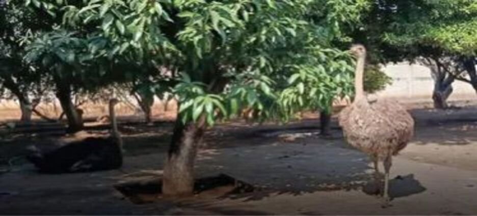 Profepa rescata a tres venados cola blanca y dos avestruces que vivían en un predio de Michoacán