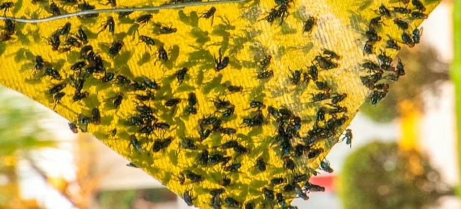 Dispersan moscas en Michoacán para combatir gusano barrenador