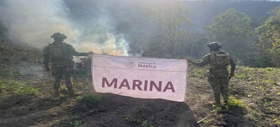 Marina erradica más de 22 mil 500 plantas de marihuana en Michoacán
