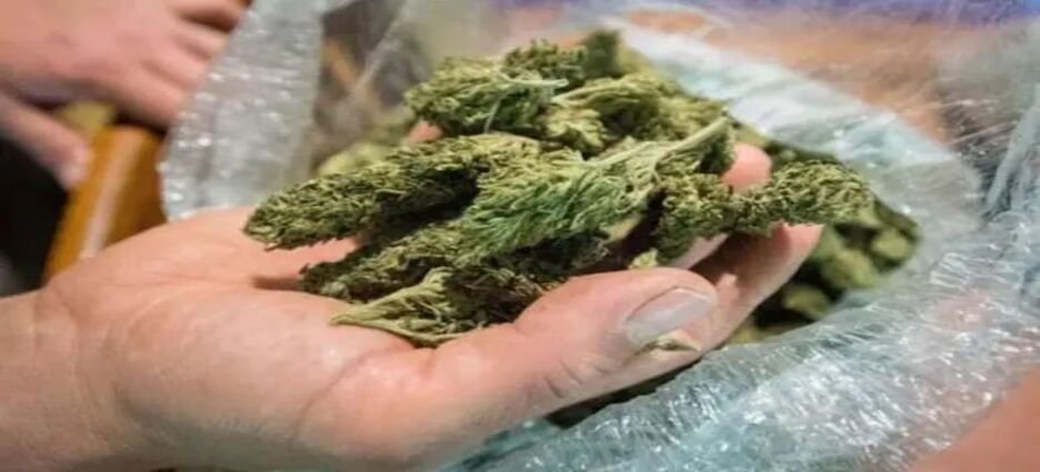 Autoconsumo de cannabis en Michoacán rebasa los 300 amparos, reporta colectivo