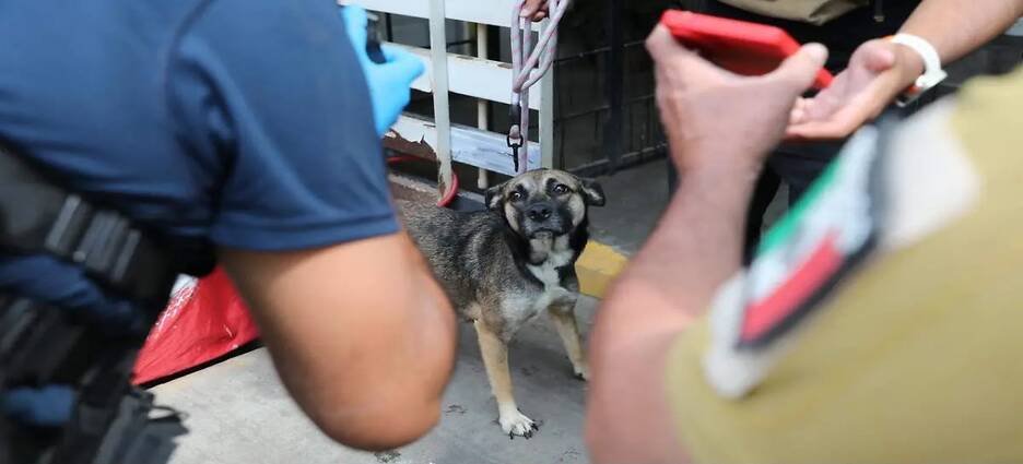 Fiscalía de Michoacán rescata más de 300 animales víctimas de maltrato en nueve meses