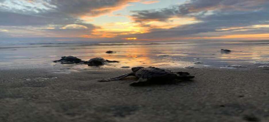 Michoacán está listo para el arribo de miles de tortugas marinas