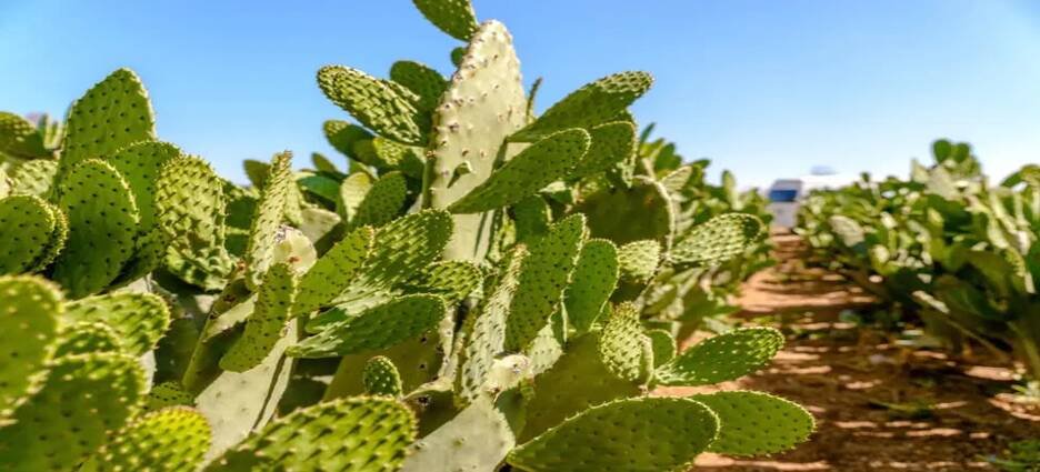 Michoacán busca impulsar la producción de nopal con experiencia de Jalpa, Zacatecas