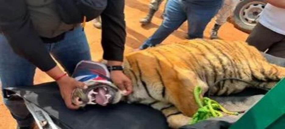 Aseguran dos tigres de Bengala abandonados en Michoacán