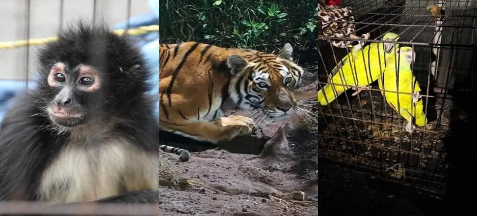 Aseguran tigre de Bengala, mono araña y loros durante operativo en Michoacán