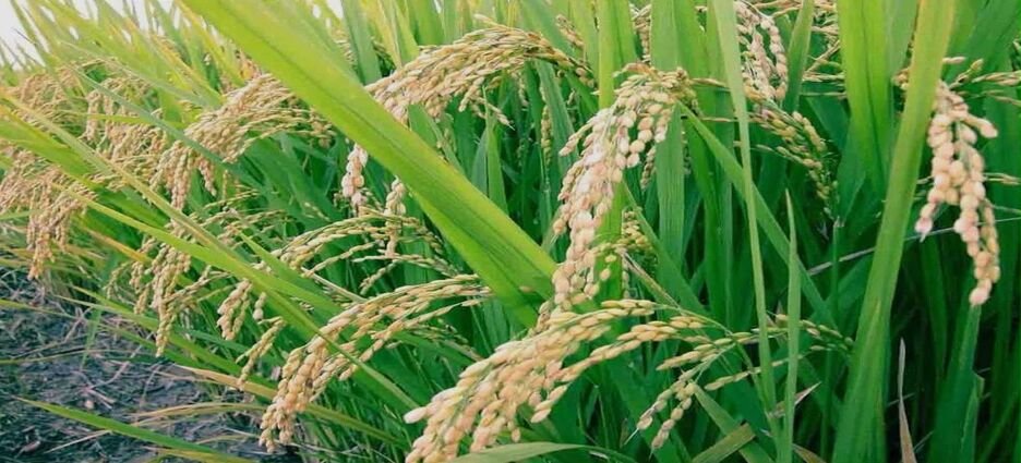 Productores de Michoacán podrán acceder a precios de garantía para trigo y arroz