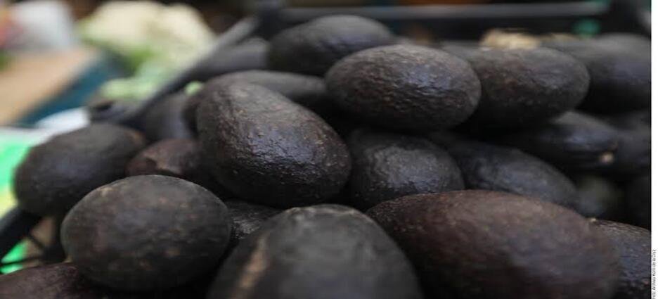 Agroexportadoras de aguacate en Michoacán deberán comprobar registro de trabajadores ante el IMSS
