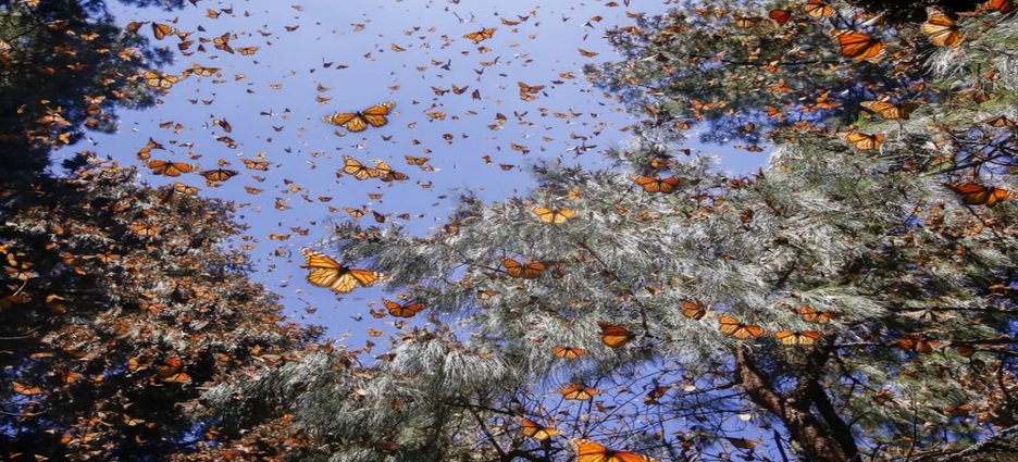 Migración de la mariposa monarca avanza a ritmo lento hacia los bosques michoacanos
