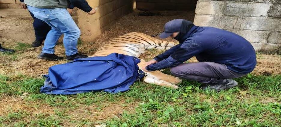 PROFEPA asegura cinco ejemplares de fauna silvestre durante cateos en Michoacán