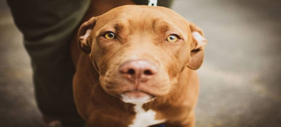 Detienen a dos hombres en Michoacán por arrastrar a un perro con una motocicleta