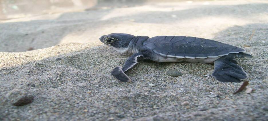 Campamentos tortugueros de Michoacán mantienen sus labores pese al paso de tres huracanes