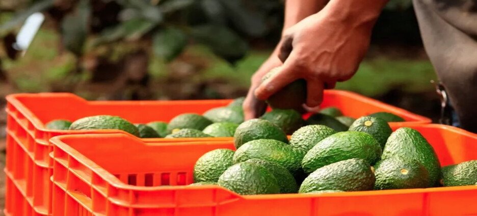 Productores de aguacate suspenden el corte en Michoacán por bajos precios y falta de apoyos
