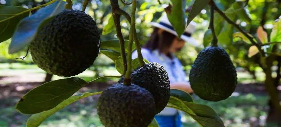 Productores de aguacate en Michoacán intensifican protestas por bajos precios